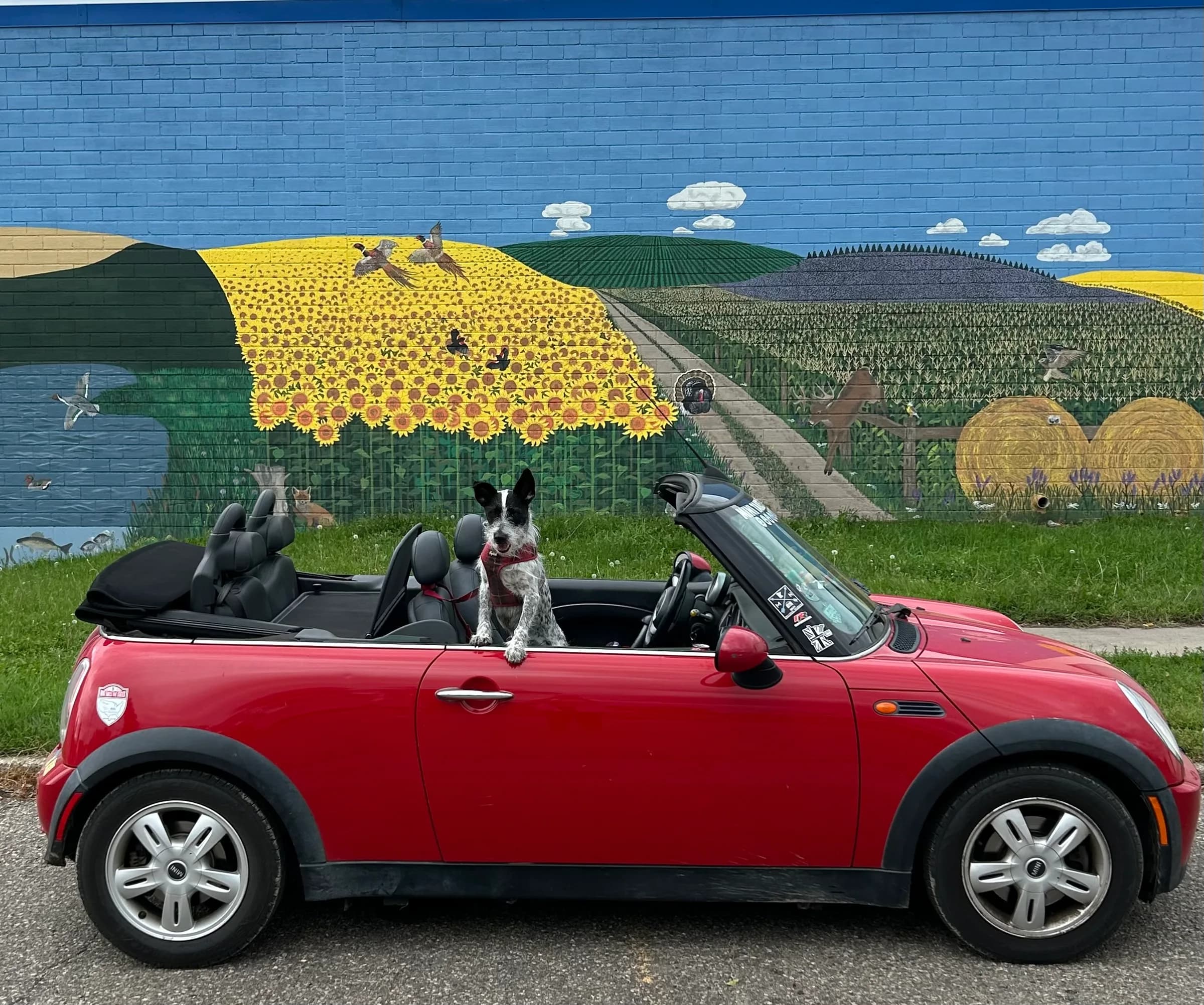 AL1CE, a 2006 Convertible